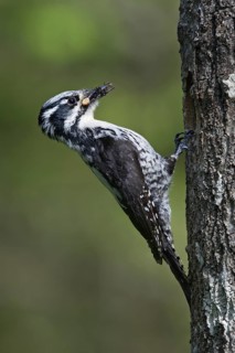 Eurasian Three-toed Woodpecker (Picoides tridactylus) female, Oulu, Finland