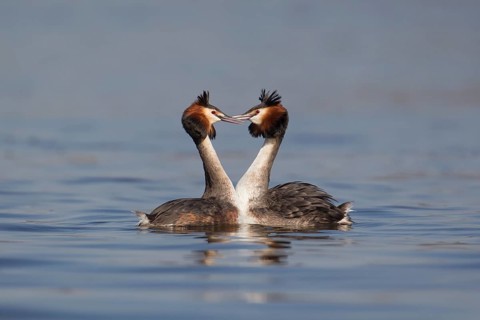 Great crested grebe (Podiceps cristatus) two adult birds performing their love courtship display on
