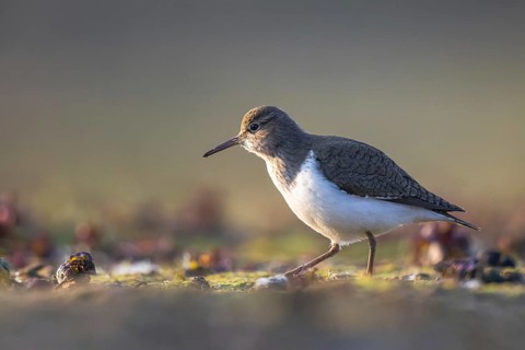 Common Sandpiper (Actitis hypoleucos), North Rhine-Westphalia, Germany