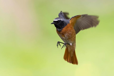 Common Redstart (Phoenicurus phoenicurus) male approaching, Poland