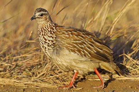 Crested Francolin (Dendroperdix sephaena), Kruger Park, South Africa