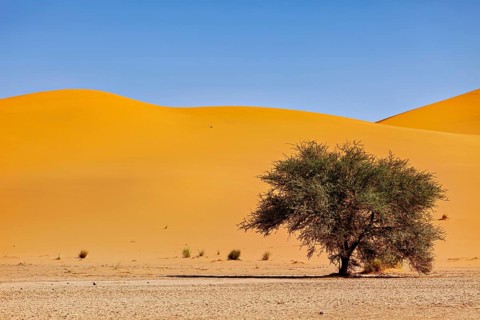 Single tree in front of curved orange-coloured sand dunes under a clear sky, The sand dunes of the