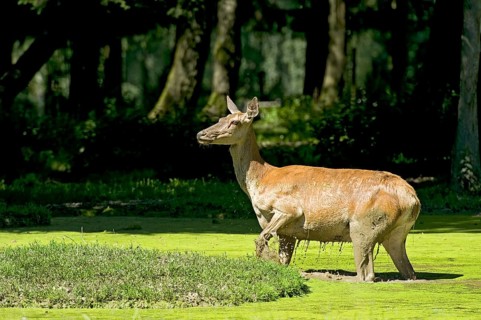 Female red deer (Cervus elaphus), bare deer, doe wading through muddy pond with green duckweed