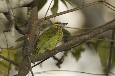 Green-eared Barbet (Psilopogon faiostrictus), Kaeng Krachan, Thailand