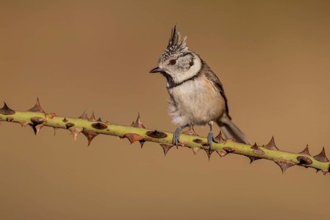 Crested Tit (Parus cristatus), Spain
