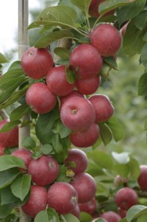 Apple (Malus domestica 'Remo'), Bundessortenamt Prüfstelle Wurzen, Wurzen, Saxony, Germany