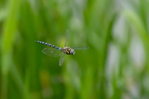 Migrant hawker dragonfly (Aeshna mixta) adult insect in flight in summer, England, United Kingdom