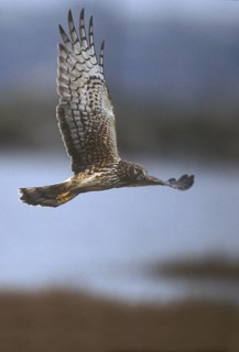 Northern Harrier (Circus hudsonius) female flying, California, USA