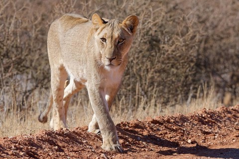 African lion (Panthera leo), lioness, adult female walking on a dirt road, animal portrait,