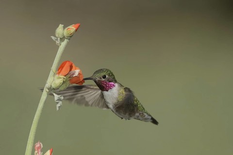 Broad-tailed Hummingbird (Selasphorus platycercus) male, California, USA