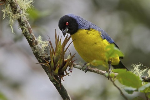 Hooded Mountain-Tanager (Buthraupis montana) perched on a branch in Ecuador, South America