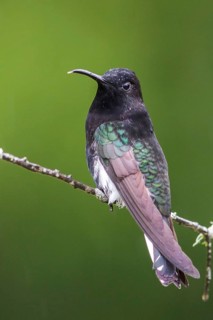 Black Jacobin (Florisuga fusca) perched on a branch in the Atlantic rainforest of southeast Brazil