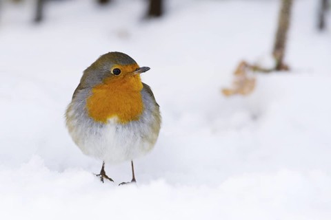 European Robin (Erithacus rubecula), Norway