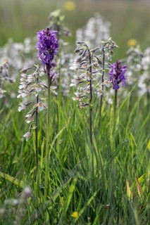 Marsh helleborine (Epipactis palustris) and Southern marsh orchid (Dactylorhiza praetermissa) mass