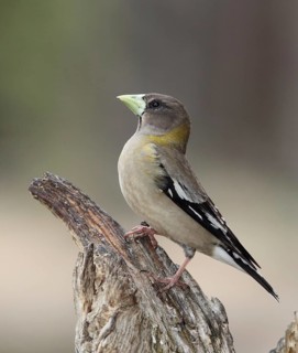 Evening Grosbeak (Hesperiphona vespertina) female, British Columbia, Canada
