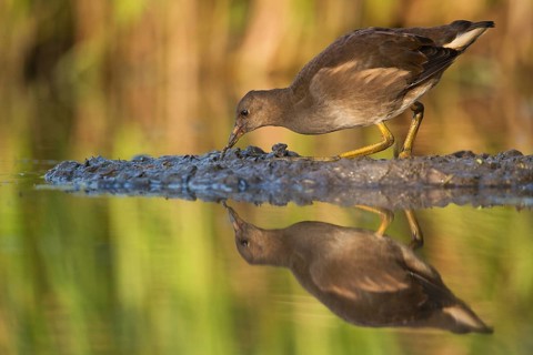 Common Moorhen (Gallinula chloropus) juvenile, Saxony, Germany