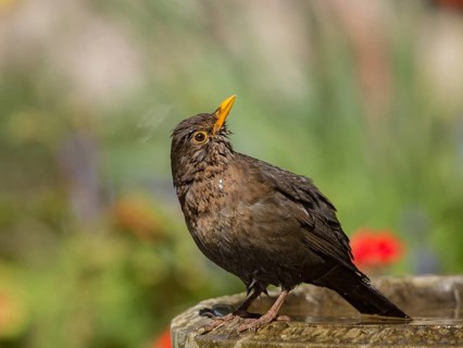 Common Blackbird (Turdus merula) female, Wales, United Kingdom