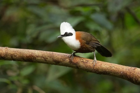 White-crested Laughingthrush (Garrulax leucolophus patkaicus) perched on a branch, Yunnan, China