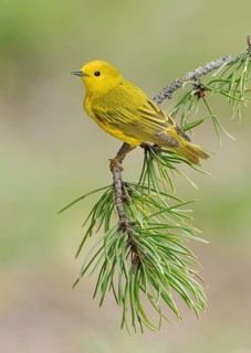 American Yellow Warbler (Setophaga aestiva) perched on a branch, Texas, USA