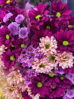 Large bouquet of composite flowers (Asteraceae) in purple lilac pink shades with dahlias gerberas