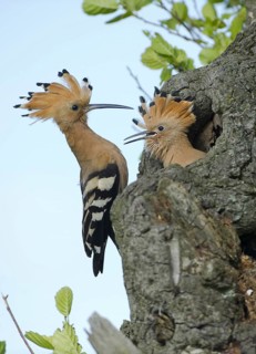 Eurasian Hoopoe (Upupa epops) juvenile, Brandenburg, Germany