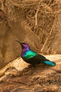 Splendid Sunbird (Cinnyris coccinigastrus) male, Gambia
