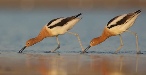 American Avocet (Recurvirostra americana) pair foraging, Texas, USA