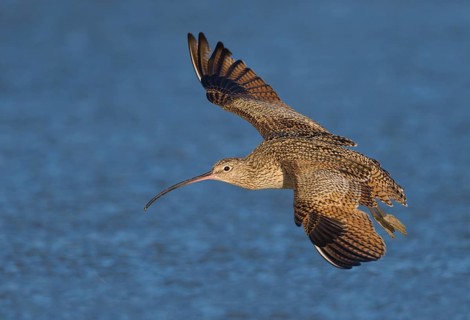 Long-billed Curlew (Numenius americanus) - Morro Bay, California