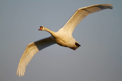 Mute Swan (Cygnus olor) flying, North Rhine-Westphalia, Germany