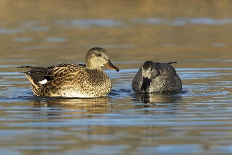 Gadwall (Mareca strepera) female, Madrid, Spain