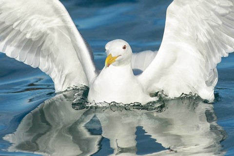 Glaucous-winged Gull (Larus glaucescens), Alaska, USA