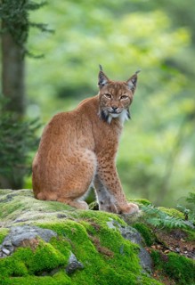 Eurasian lynx (Lynx lynx) sitting on a moss-covered rock in the forest and looking attentively,
