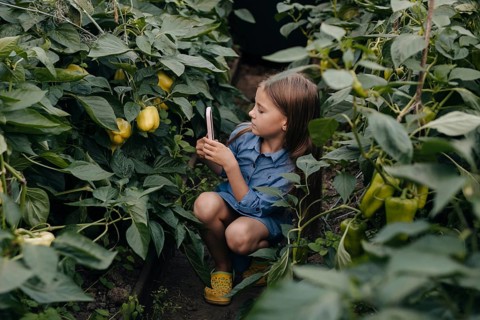 A young girl in a denim dress holds a smartphone, capturing images of lush green and yellow peppers