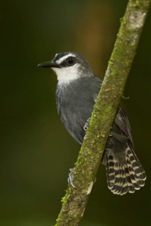 White-throated Antbird (Gymnopithys salvini), Peru