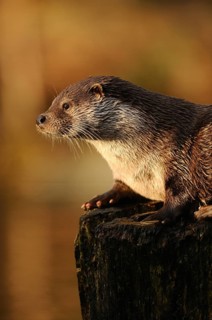 An otter sits attentively on a stump at sunset, otter (Lutra lutra), Bavaria