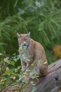 One Eurasian lynx, (Lynx lynx), sitting on fallen dead tree with a green natural background and