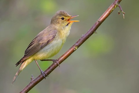 Icterine Warbler, Hippolais icterina, HypolaÔs ictÈrine, Zarcero Icterino, Worms,