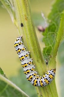 Cucullia verbasci, mullein moth, owl moth, caterpillar, caterpillar, moth, butterfly, macro, macro,