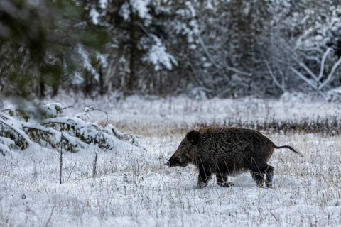 A short time later, the wild boar (Sus scrofa) has disappeared in the spruce forest, winter, snow,