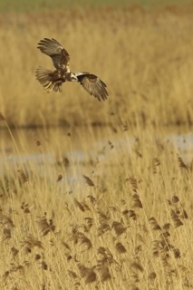 Western Marsh Harrier (Circus aeruginosus) female, Rhineland-Palatinate, Germany