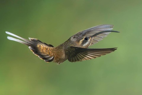 Long-billed Hermit (Phaethornis longirostris) flying while feeding at a flower in Costa Rica