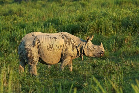 Indian Rhinoceros (Rhinoceros unicornis) in grassland, Kaziranga National Park, India