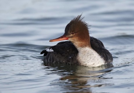 Red-breasted Merganser (Mergus serrator) female, Mecklenburg-Western Pomerania, Germany