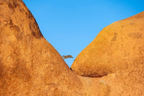 Funny, Rock hyrax (Procavia capensis) jumps on a big boulder, Pontok-Berge, Spitzkoppe, Große