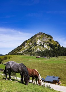 Horses on the Genneralm with Holzeck, Osterhorn group, Salzkammergut, Salzburg province, Austria
