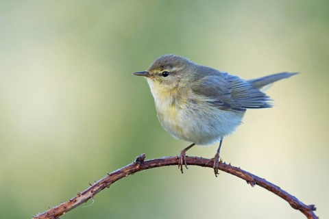 Willow Warbler, Willow Warbler, Phylloscopus trochilus, Pouillot fitis, Mosquitero Musical,