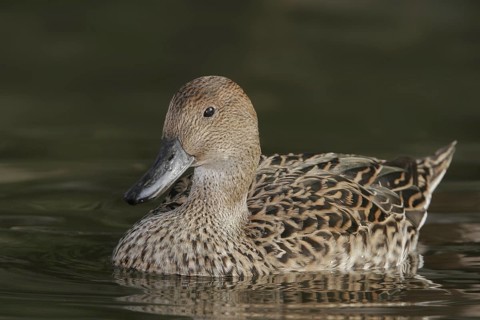 Northern Pintail (Anas acuta) female, Arizona, USA
