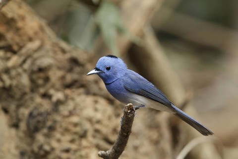 Black-naped Monarch (Hypothymis azurea) male, Kaeng Krachan, Thailand