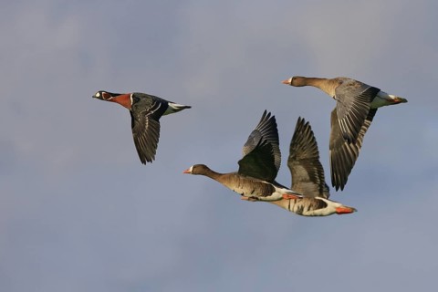 Red-breasted Goose (Branta ruficollis & Anser albifrons) flying, North Rhine-Westphalia, Germany