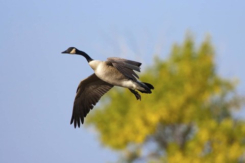 Canada Goose Branta canadensis Duluth, Minnesota, United States 15 September Adult Anatidae